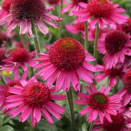 Picture of Delicious Candy Echinacea Plant