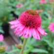 Picture of Delicious Candy Echinacea Plant