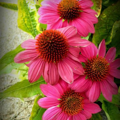 Picture of Sensation Pink Echinacea Plant
