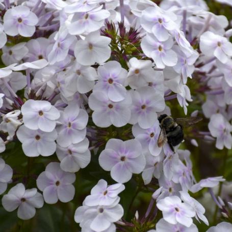 Picture of Fashionably Early Crystal Garden Phlox Plant