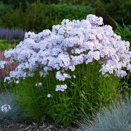 Picture of Fashionably Early Lavender Ice Tall Phlox Plant