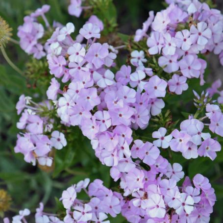Picture of Opening Act Blush Hybrid Phlox Plant