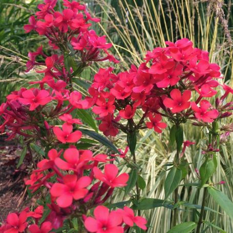 Picture of Flame® Red Garden Phlox Plant