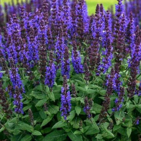 Picture of Bumbleblue Salvia Plant