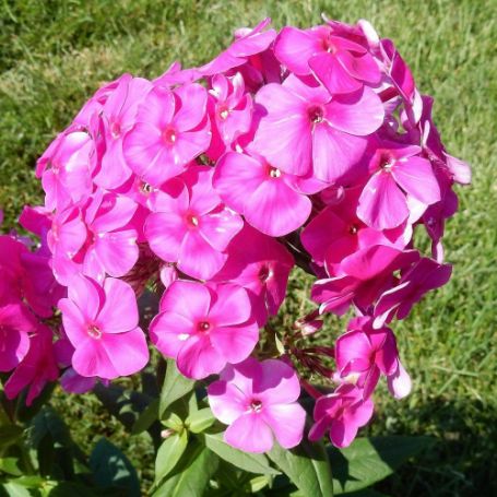 Picture of Flame® Pink Garden Phlox Plant