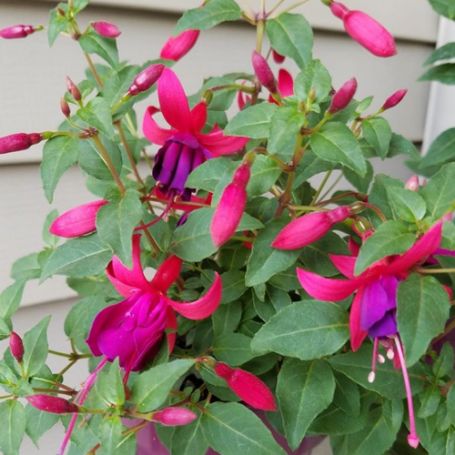 Picture of Shadow Dancers Marcia Fuchsia Plant