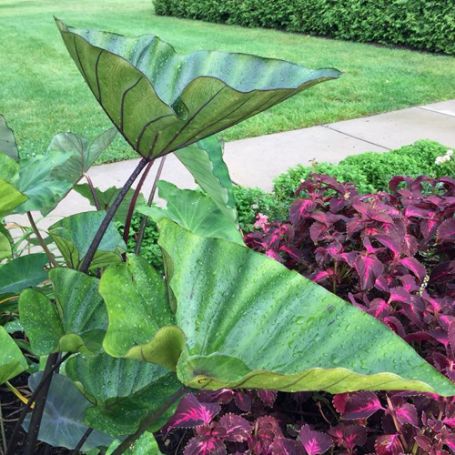Picture of Coffee Cups Colocasia Plant