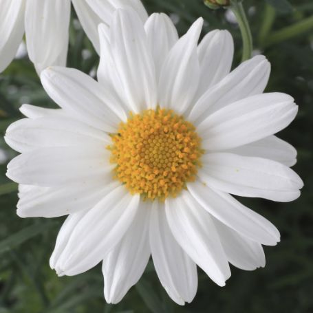Picture of Sassy White Argyranthemum Plant