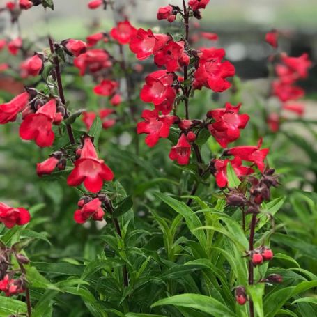 Picture of Cherry Sparks Penstemon Plant