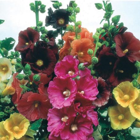 Picture of Happy Lights Alcea Plant