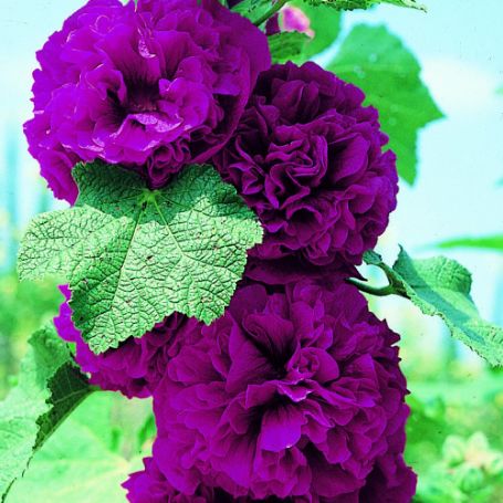 Picture of Chater's Purple Alcea Plant