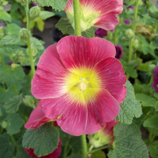 Picture of Halo Red and Yellow Alcea Plant