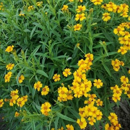 Picture of Texas Tarragon Herb Plant