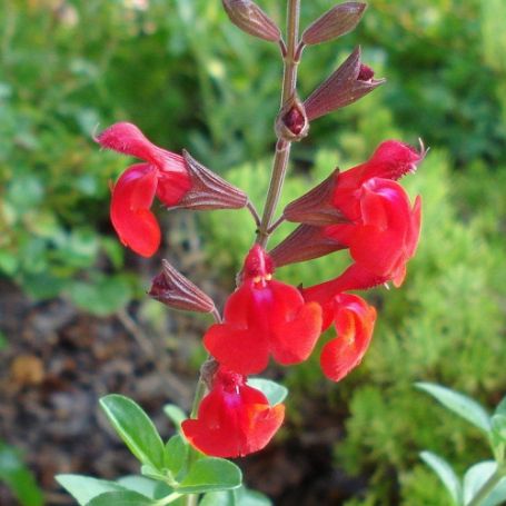 Picture of Cherry Chief Salvia Plant