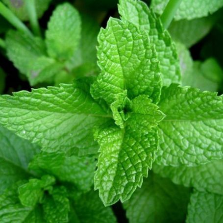 Picture of Lime Mint Herb Plant