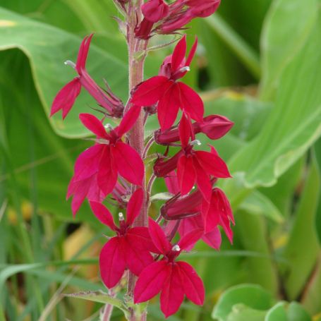 Picture of Compliment Deep Red Lobelia Plant