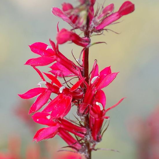 Picture of Fan Scarlet Lobelia Plant