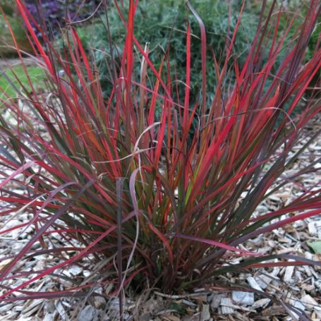 Picture of Red October Andropogon Grass Plant