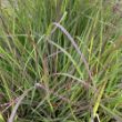 Picture of Red October Andropogon Grass Plant