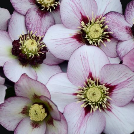 Picture of Honeymoon French Kiss Helleborus Plant