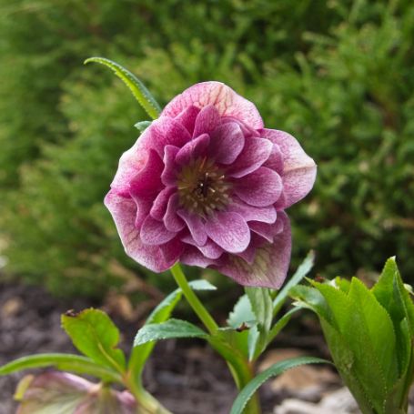 Picture of Wedding Party Maid of Honor Helleborus Plant