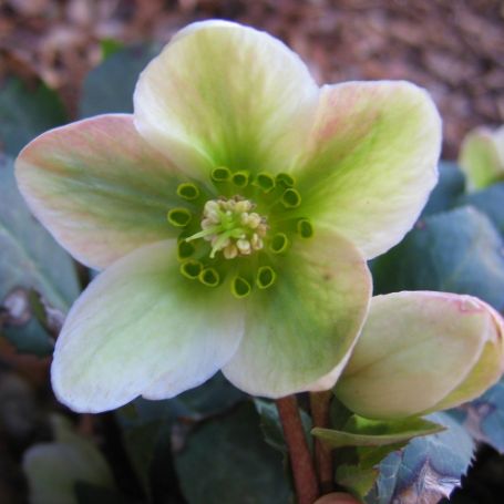 Picture of Ivory Prince Helleborus Plant