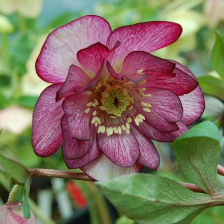 Picture of Winter Jewels Peppermint Ice Helleborus Plant