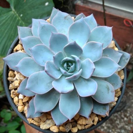 Picture of Subsessilis Blue Echeveria Plant