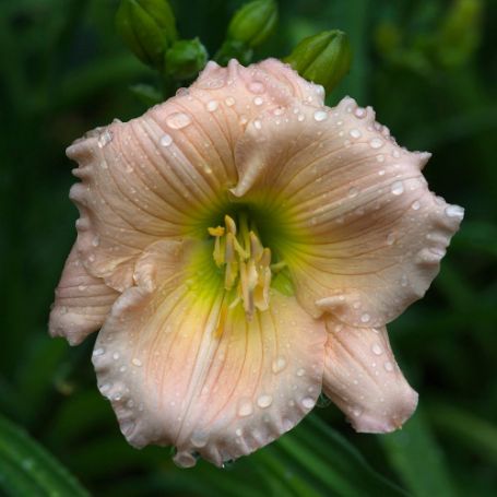 Picture of Summer Blush Hemerocallis Plant