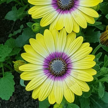 Picture of Blue Eyed Beauty Osteospermum Plant