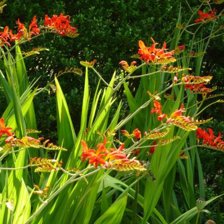 Picture of Lucifer Crocosmia Plant