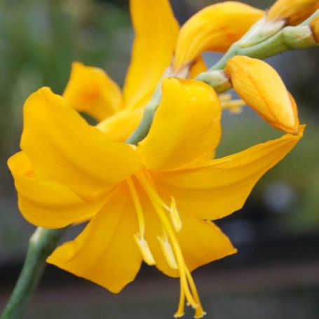 Picture of Yellow Lucifer Crocosmia Plant