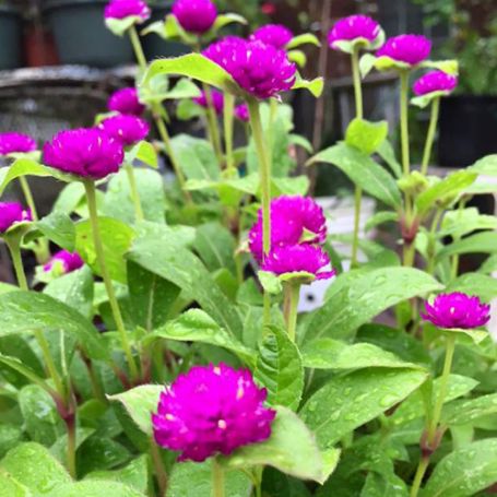 Picture of Purple Buddy Gomphrena Plant