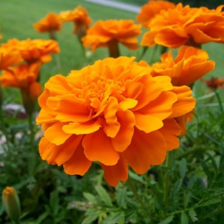 Picture of Durango® Tangerine Marigold Plant