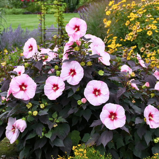 Picture of Summerific® Perfect Storm Hardy Hibiscus Plant