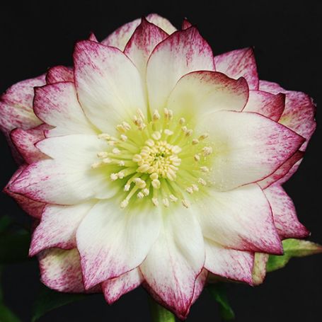 Picture of Winter Jewels Rose Quartz Helleborus Plant