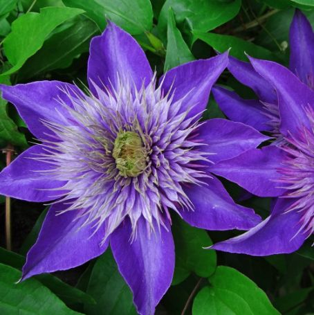 Picture of Double Multi Blue Clematis Plant
