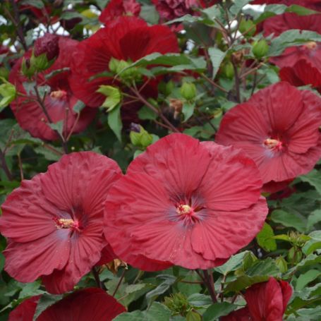 Picture of Vintage Wine Hardy Hibiscus Plant