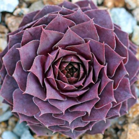 Picture of Desert Bloom Sempervivum