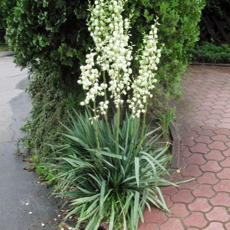 Picture of Adams Needle Yucca Plant