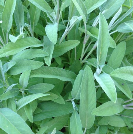 Picture of Common Sage Herb Plant