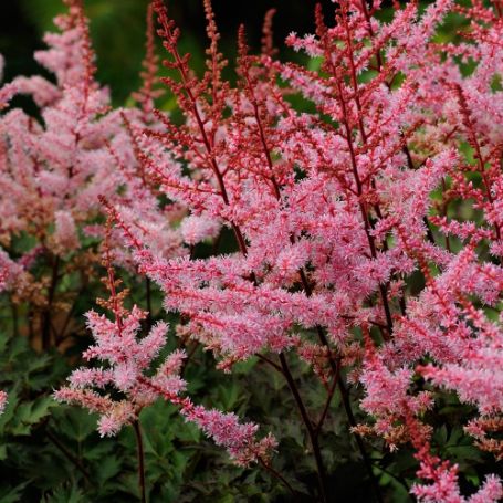 Picture of Delft Lace Astilbe Plant