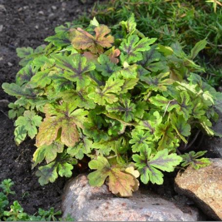 Picture of Jeepers Creepers Tiarella Plant