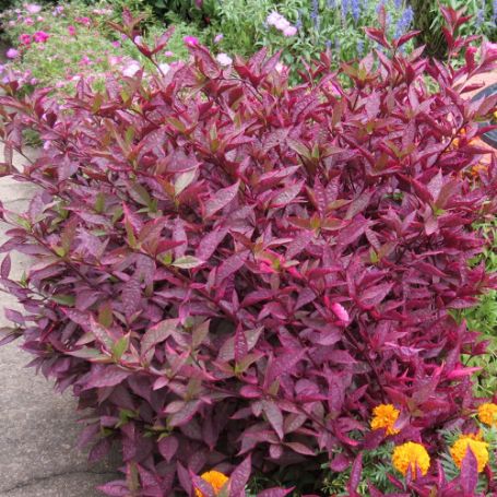 Picture of Brazilian Red Hot Alternanthera Plant
