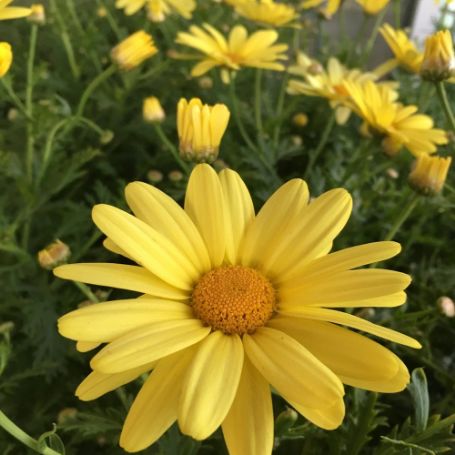 Picture of Beauty Yellow Argyranthemum Plant