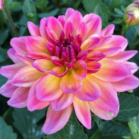 Picture of Dahlinova Hypnotica® Rose Bicolor Dahlia Plant