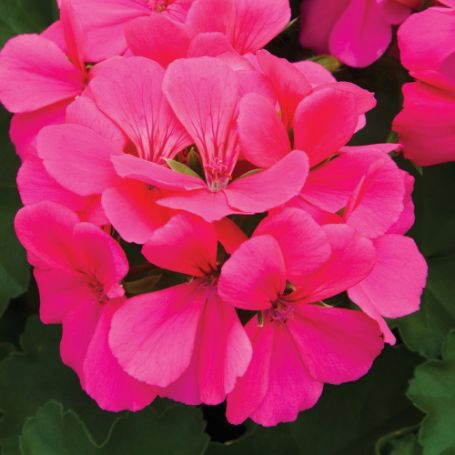 Picture of Caliente® Rose Geranium Plant