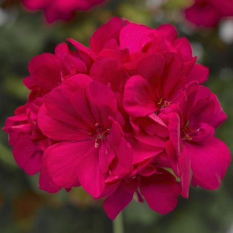 Picture of Calliope® Medium Hot Pink Geranium Plant