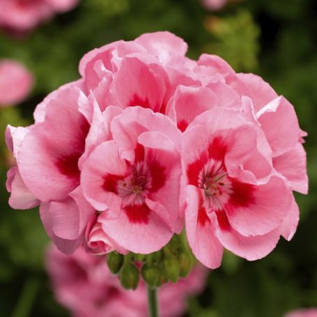Picture of Calliope® Medium Pink Flame Geranium Plant