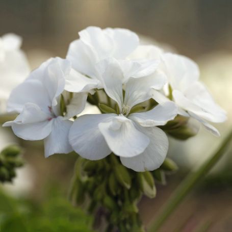 Picture of Calliope® Medium White Geranium Plant